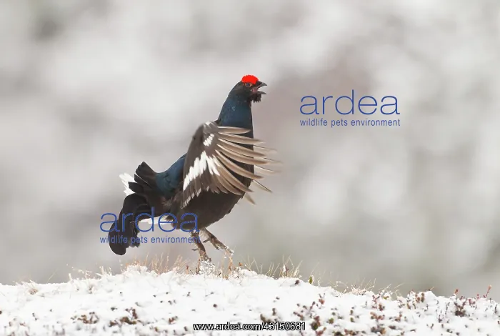 : Black Grouse : Black Grouse