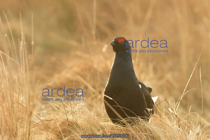: Black Grouse : Black Grouse