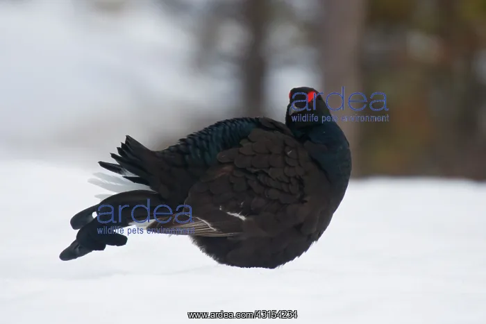 : Black Grouse : Black Grouse