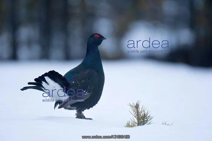 : Black Grouse : Black Grouse