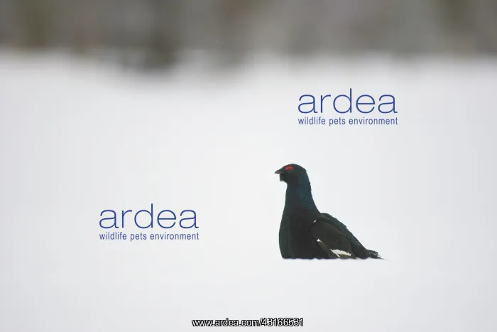 : Black Grouse : Black Grouse