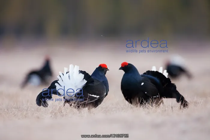 : Black Grouse : Black Grouse