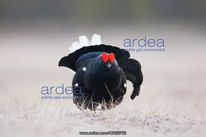 : Black Grouse : Black Grouse