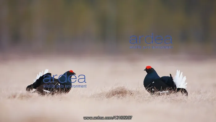: Black Grouse : Black Grouse