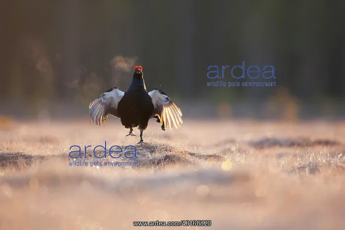 : Black Grouse : Black Grouse