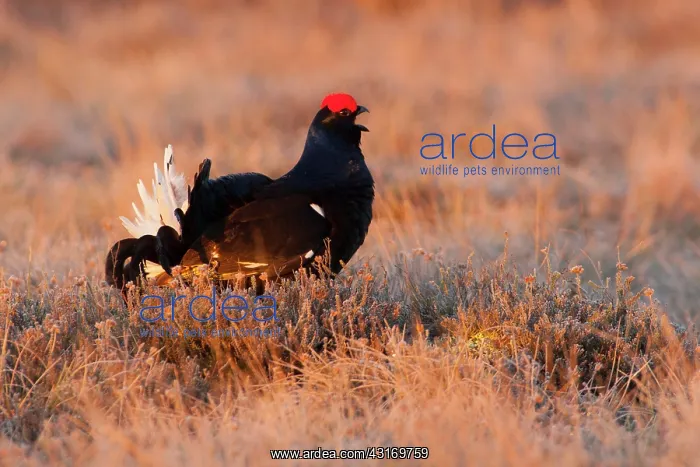 : Black Grouse : Black Grouse