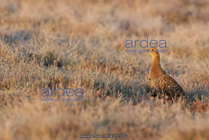 : Black Grouse : Black Grouse