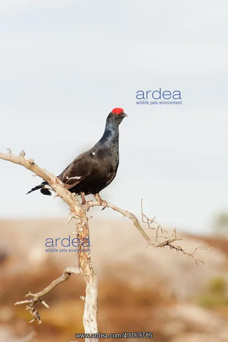 : Black Grouse : Black Grouse