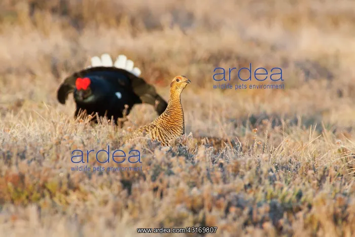: Black Grouse : Black Grouse