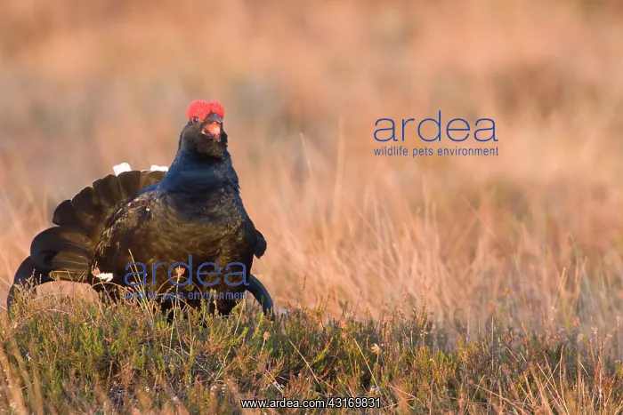 : Black Grouse : Black Grouse
