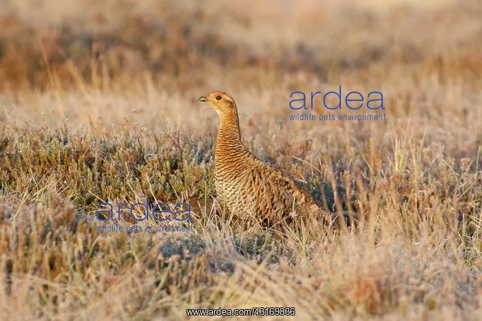 : Black Grouse : Black Grouse