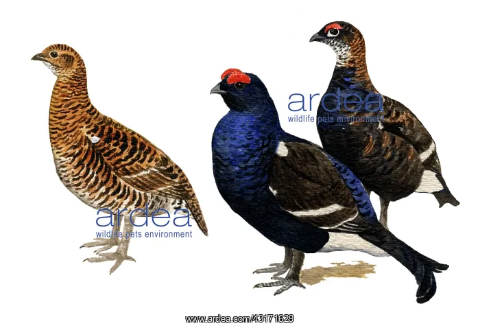 : Black grouse : Black grouse