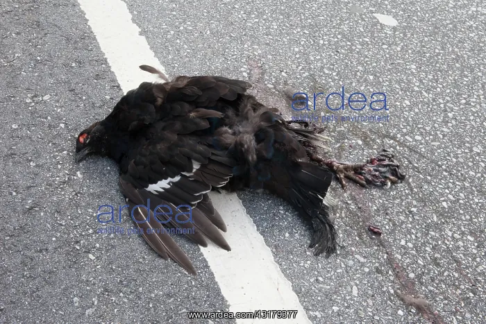 : Black Grouse : Black Grouse