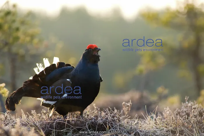 : Black Grouse : Black Grouse