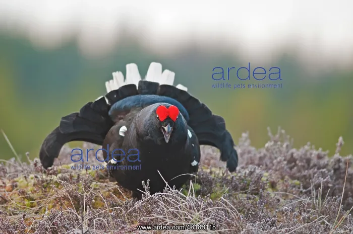 : Black Grouse : Black Grouse