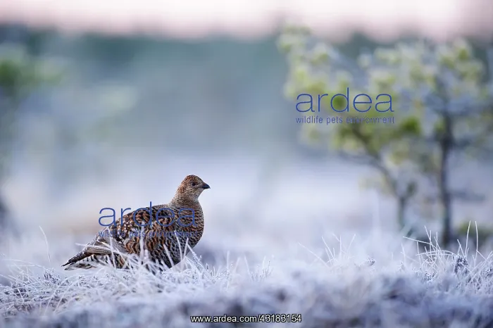 : Black Grouse : Black Grouse