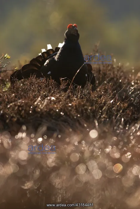 : Black Grouse : Black Grouse