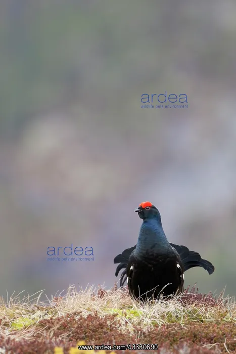 : Black Grouse : Black Grouse
