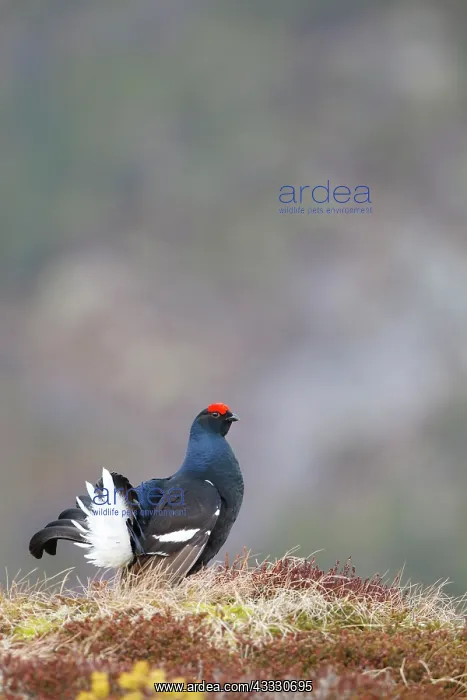 : Black Grouse : Black Grouse
