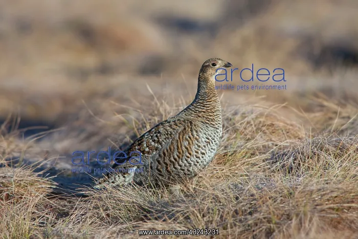 : Black Grouse adult female Sweden
