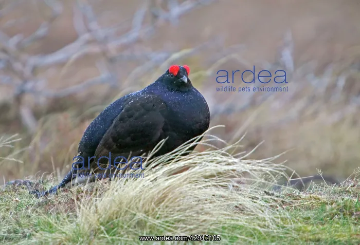 : Black Grouse - Cock bird sitting in rain on moorland : Black Grouse - Cock bird sitting in rain on moorland