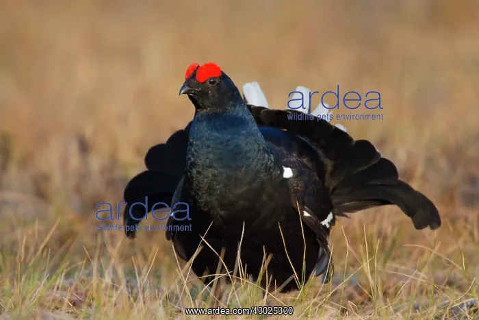 : Black Grouse cock Black Grouse male displaying in spring : Black Grouse cock Black Grouse male displaying in spring