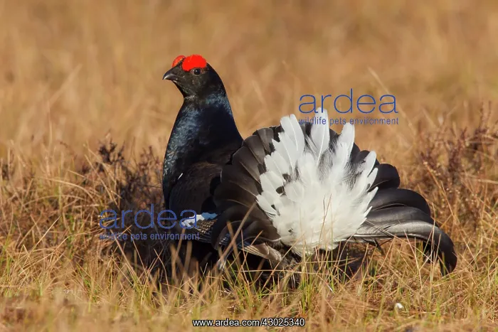 : Black Grouse cock Black Grouse male displaying in spring : Black Grouse cock Black Grouse male displaying in spring