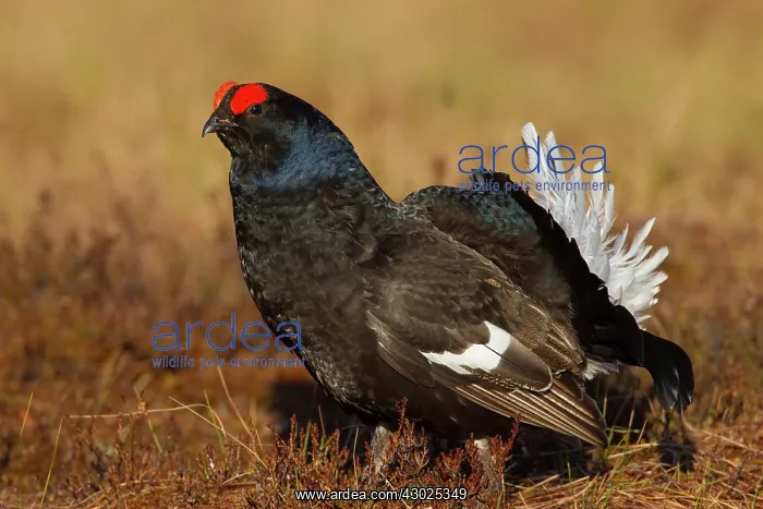 : Black Grouse cock Black Grouse male displaying in spring : Black Grouse cock Black Grouse male displaying in spring