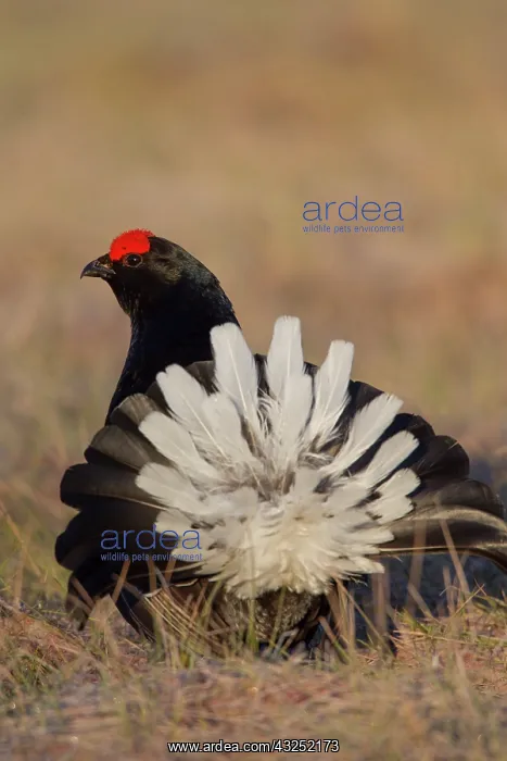 : Black Grouse cock Black Grouse male displaying in spring : Black Grouse cock Black Grouse male displaying in spring