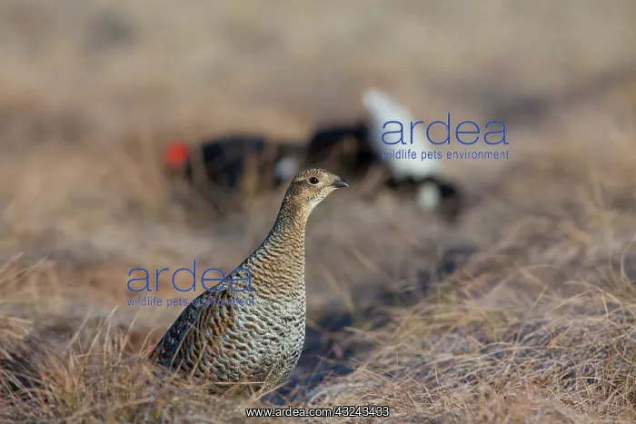  : Black Grouse cock courting hen Sweden
