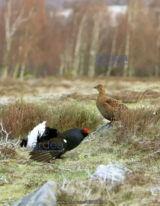: Black Grouse - Cock and Hen : Black Grouse - Cock and Hen
