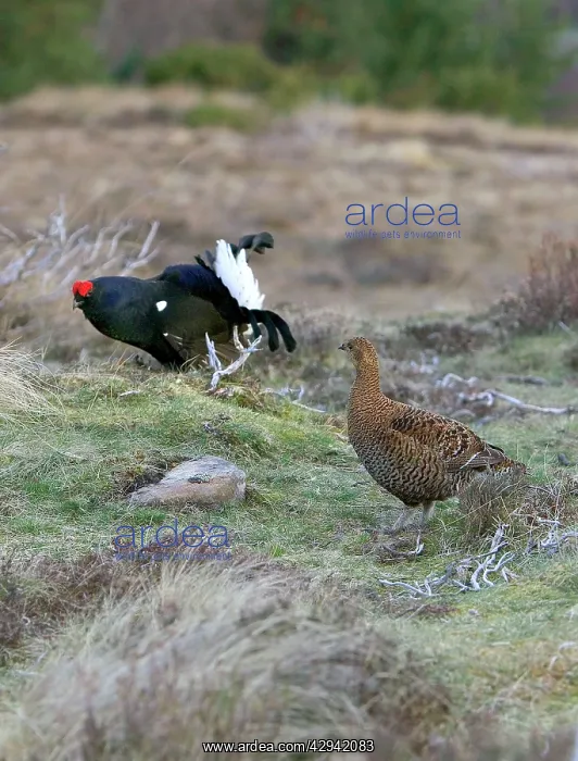 : Black Grouse - Cock and Hen on lek early morning : Black Grouse - Cock and Hen on lek early morning