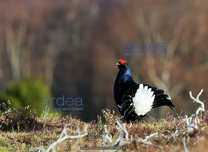 : Black Grouse - Cock on lek early morning : Black Grouse - Cock on lek early morning