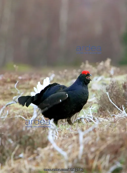 : Black Grouse - Cock on lek early morning : Black Grouse - Cock on lek early morning