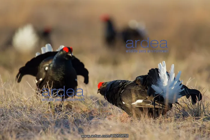 : Black Grouse cocks Black Grouse males displaying in spri : Black Grouse cocks Black Grouse males displaying in spri