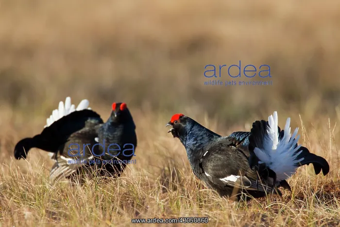 : Black Grouse cocks Black Grouse males displaying in spri : Black Grouse cocks Black Grouse males displaying in spri
