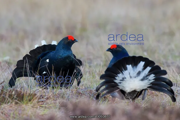 : Black Grouse cocks Black Grouse males displaying in spri : Black Grouse cocks Black Grouse males displaying in spri