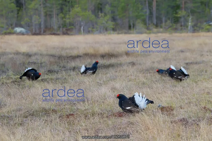 : Black Grouse cocks Black Grouse males displaying in spri : Black Grouse cocks Black Grouse males displaying in spri