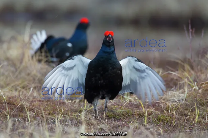 : Black Grouse cocks Black Grouse males displaying in spri : Black Grouse cocks Black Grouse males displaying in spri