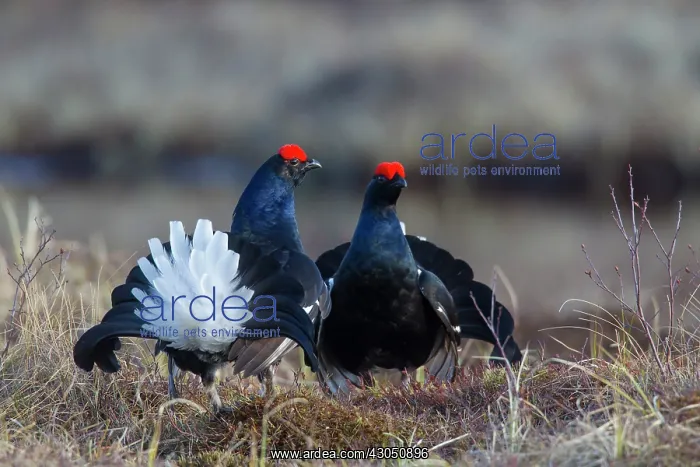 : Black Grouse cocks Black Grouse males displaying in spri : Black Grouse cocks Black Grouse males displaying in spri