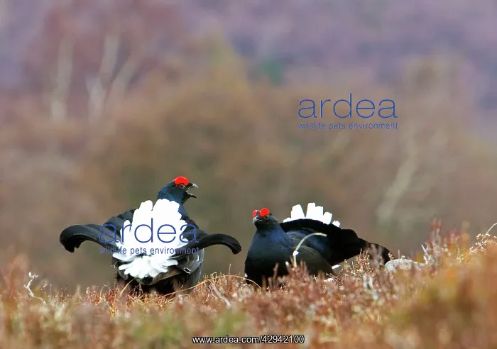 : Black Grouse - Two cocks facing up on lek : Black Grouse - Two cocks facing up on lek
