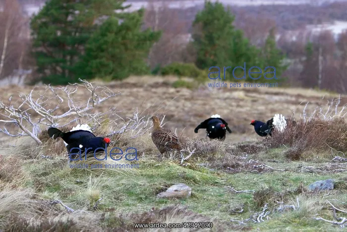 : Black Grouse - Cocks and Grey hen on lek early morning : Black Grouse - Cocks and Grey hen on lek early morning