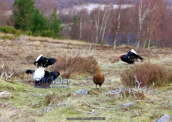 : Black Grouse - Cocks and Grey hen on lek early morning : Black Grouse - Cocks and Grey hen on lek early morning