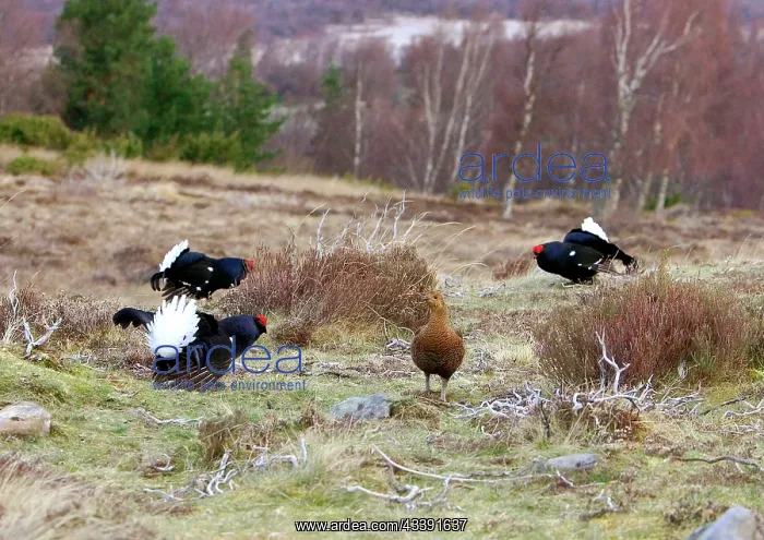 : Black Grouse - Cocks and Grey hen on lek early morning : Black Grouse - Cocks and Grey hen on lek early morning