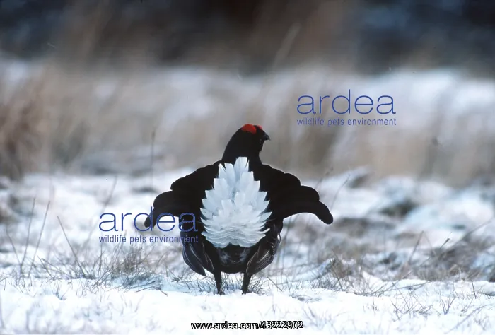 : BLACK GROUSE - displaying - in snow : BLACK GROUSE - displaying - in snow