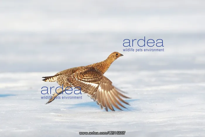 : Black Grouse - female in flight above snow : Black Grouse - female in flight above snow