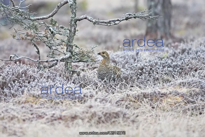: Black Grouse - female on frost covered ground : Black Grouse - female on frost covered ground