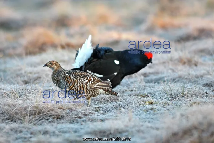 : Black Grouse - female and male on frost covered ground : Black Grouse - female and male on frost covered ground