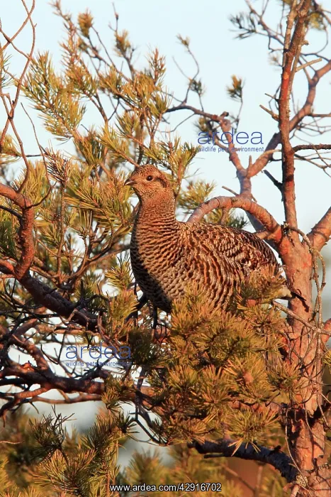 : Black Grouse - female in tree : Black Grouse - female in tree