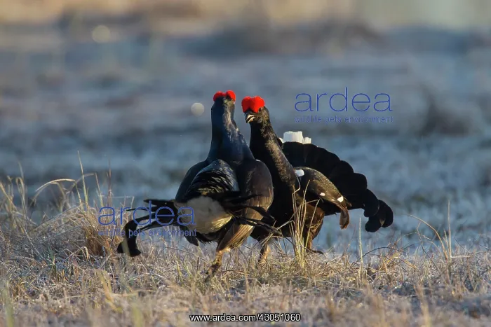 : Black Grouse fight Black Grouse fighting cocks in spring : Black Grouse fight Black Grouse fighting cocks in spring